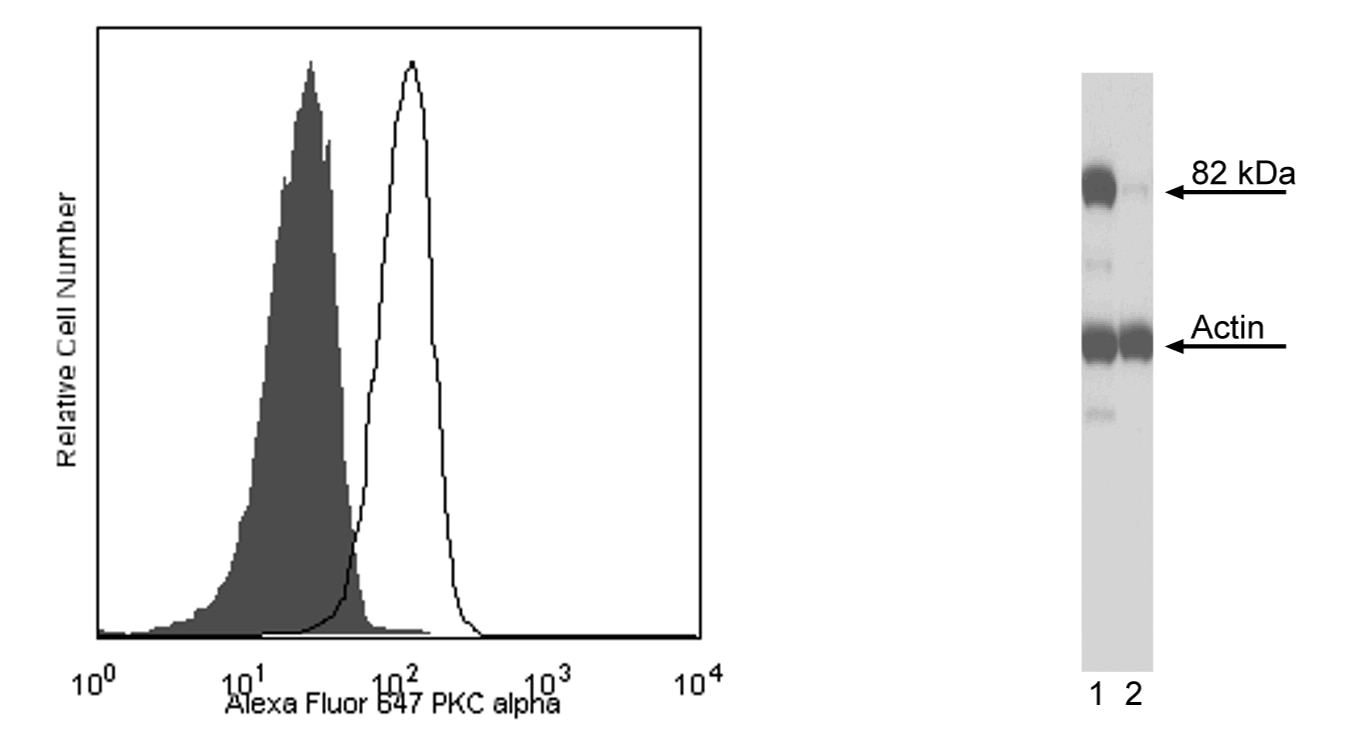 560243Image1.png